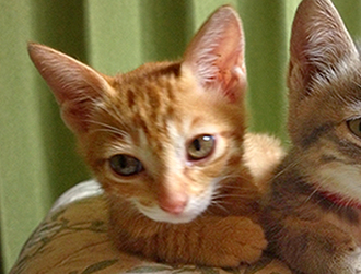 ���Ⴝ�낤�����