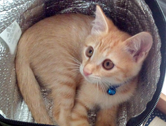 ���C�����