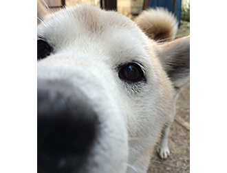 �s�[�X�����