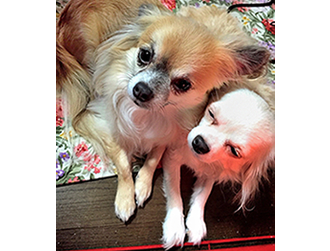 �V�F���[�����@�\�t�B�[�����