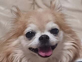 �V�F���[�����@�\�t�B�[�����