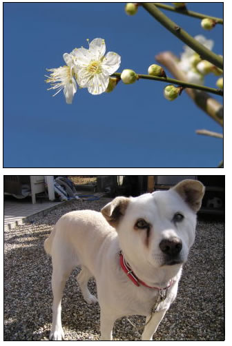 ����Â��肪���ꂩ��̊y����