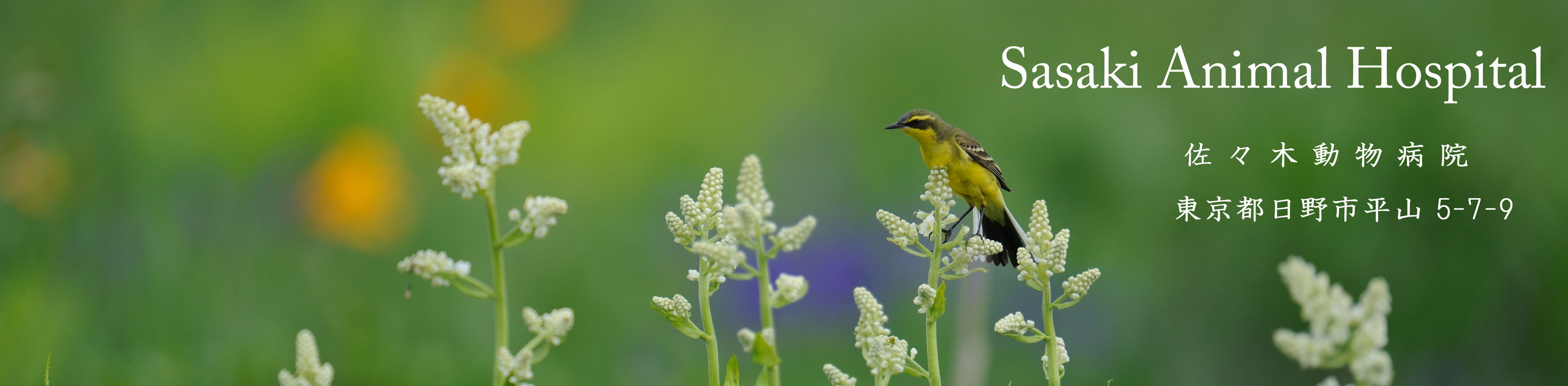 �L�}���c���i�K�Z�L���C