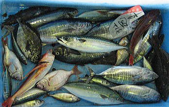 まとまった漁獲がないため、込み魚として他の魚と共に販売されている。