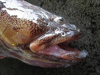  ナガヅカの頭部側面。口は大きく目の遥か後方まで達している。