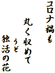 コロナ禍も

　 丸く収めて
　　　 うど
　　  独活の花