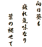 向日葵も

 疲れ気味なり

　　葉の褪せて
