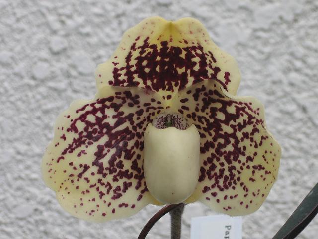 Paph.leucochilum x sib.