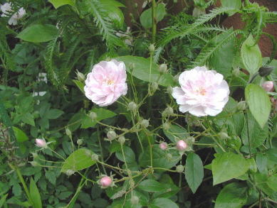 薔薇は バラの種類｜トイトイトイ! （トイトイトイ! ）｜日本庭園