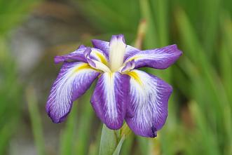 この花をジーと眺めていると花言葉の心が分る様な気がして来ます