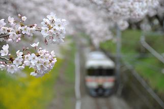 満開のさくらと御殿場線普通列車