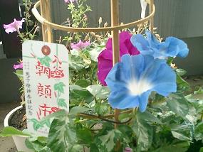 毎朝我々を迎えてくれる、入谷の朝顔