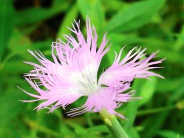 ナデシコの花言葉は純愛・無邪気・純粋な愛・いつも愛して・思慕・貞節・お見舞・女性の美・など女性的なイメージが強いが、才能・大胆・快活なども。ヤマトナデシコ(カワラナデシコ)の花言葉は、可憐・貞節である