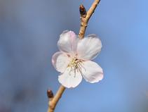 <冬桜>バラ科、マメザクラとオオシマザクラの種間雑種と考えられている、花は白色の中輪一重で秋から春にかけて断続的に咲く。
