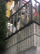 �ގ��̉Ƃ���w�Ɍ������r���Ō�������񂱁B�s���͂����������[���ƌ��Ă����̂ɁA�A��͂����Ȃ�i���Ă����I�I�ق���(�����m)���������Ƃ��ĂȂ��̂ɂ��`�c���I�I