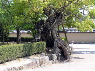 ���R�̗͂�������