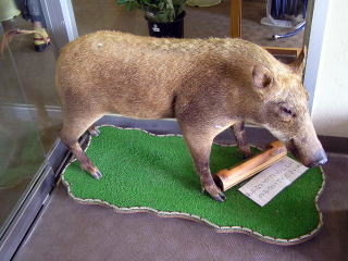 ���̔���