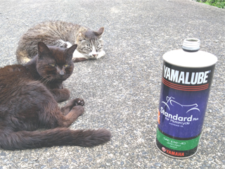 �V�����I�C��