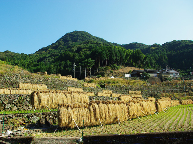 �����̒I�c