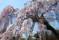 氷室神社のしだれ桜
