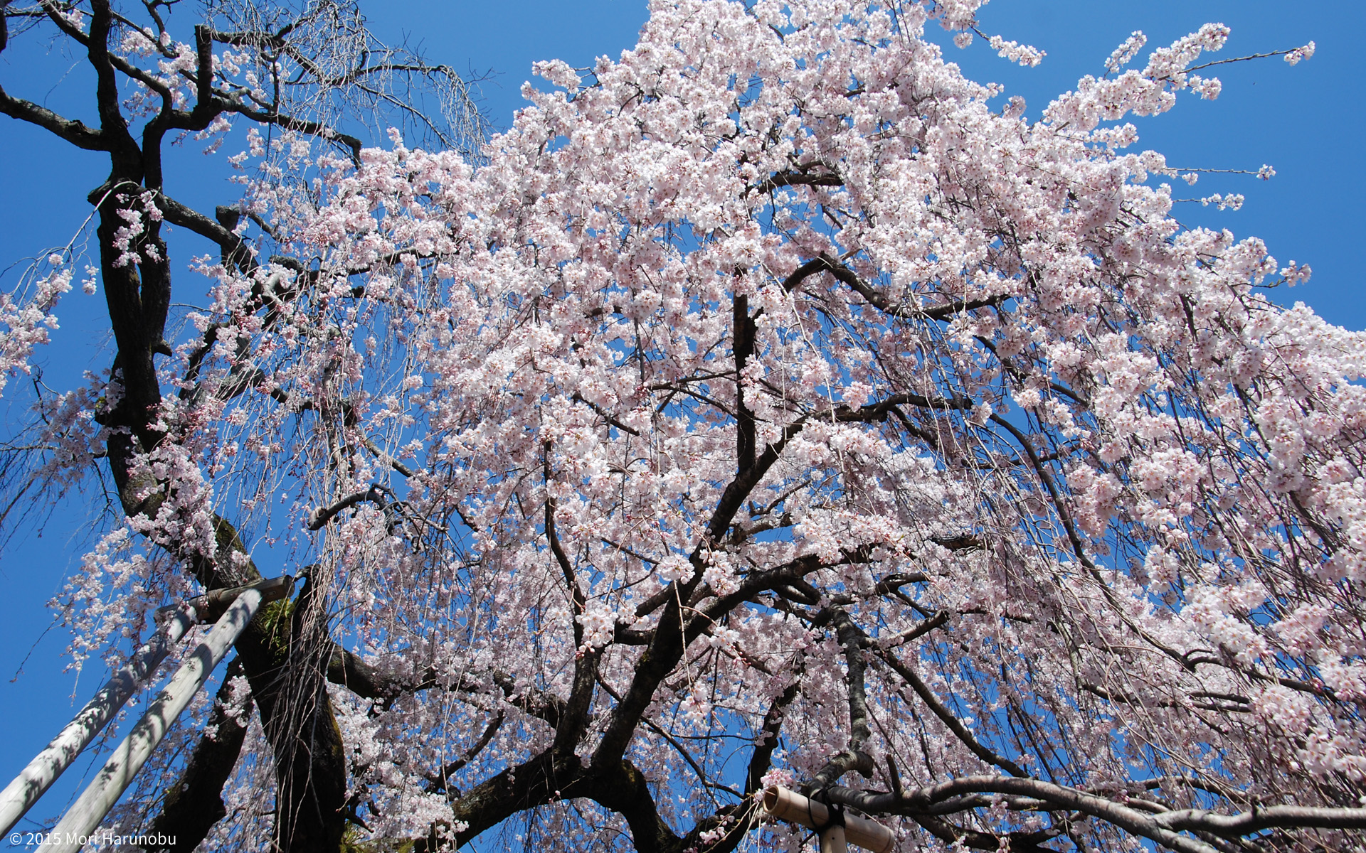 風景写真集 奈良の四季 壁紙ダウンロード