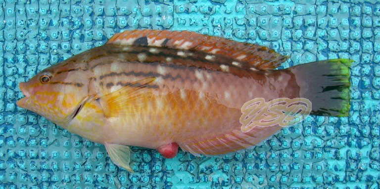 海のお魚図鑑 ベラ科 カンムリベラ亜科 ホシササノハベラ