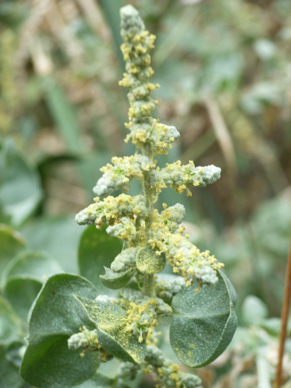 Atriplex nummularia (Old man saltbush) (Atriplex johnstonii)