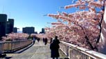 白石ここロード『環状夢の橋』桜