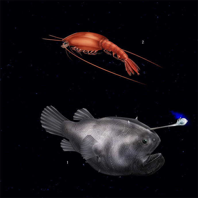 深海層遊泳魚 生物05