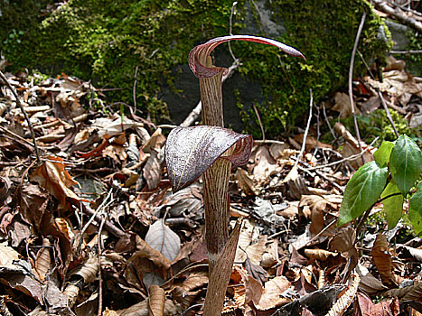 ミツバテンナンショウ