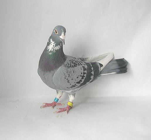 03鳩ページ 分譲鳩