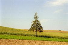 �N���X�}�X�c���[�̖�