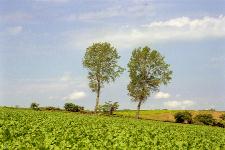 �p�t�B�[�̖�