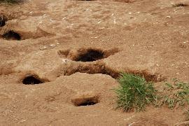 �E�g�E�̑�