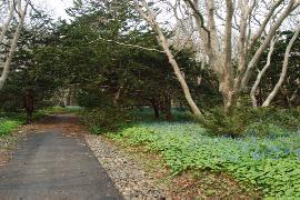 �C�`�C�i�I���R�j�����т̎U���H