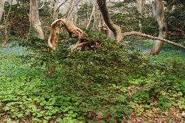 ����Ȍ`������C�`�C�i�I���R�j