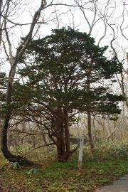 ���Ԃ�̃I���R