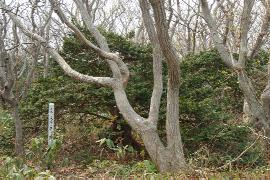 �v�w�̖؁i���ɂ���I���R�j