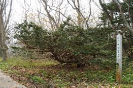 ���̃I���R