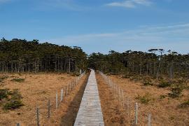 �A�J�G�]�}�c�̕ی�тƓ��{�ŗB��A�T�J�C�c�c�W���������鎼�����т��V����