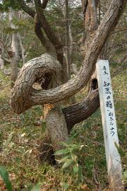 �ǂ��Ȃ��Ă���́H�i�m�b�̗ցj