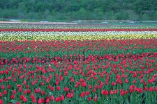 ��N�ʃ`���[���b�v����