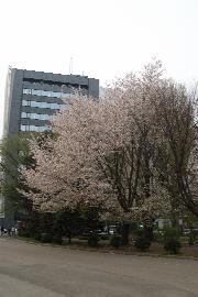 �����̍�