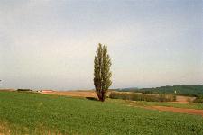 �P���ƃ����[�̖�