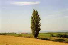 �P���ƃ����[�̖�