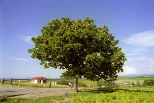 �Z�u���X�^�[�̖�