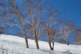 �����ڂ͋␢�E�E�E�E�B