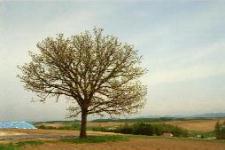 �Z�u���X�^�[�̖�