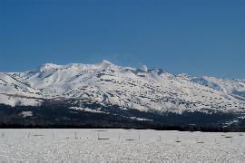 �\���x�i�����͔͖q����j