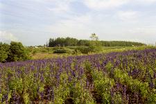 �k���̋u�W�]��ɂ�